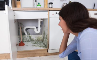 How to stop a mold problem from growing
