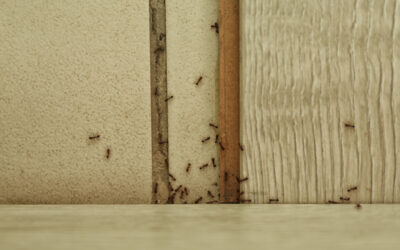 How to Live in Your Home Pest-Free