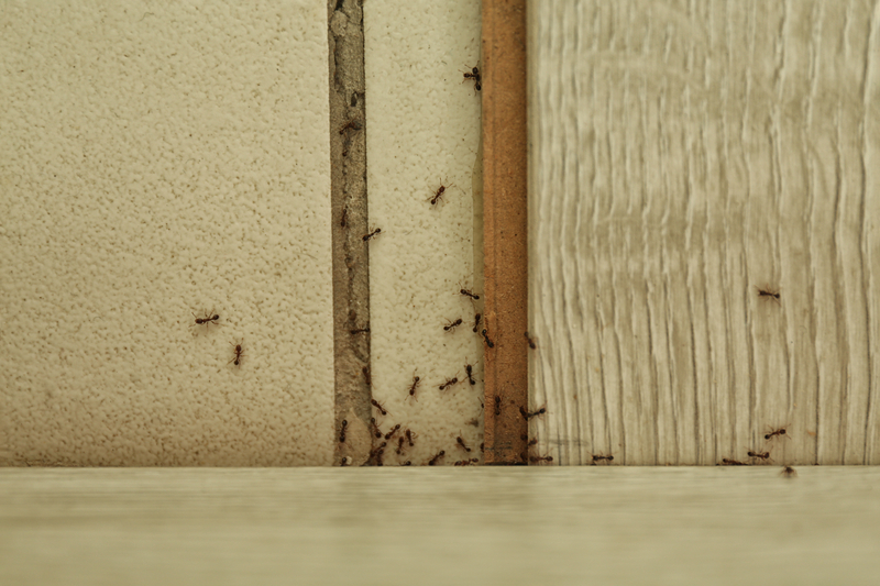 How to Live in Your Home Pest-Free
