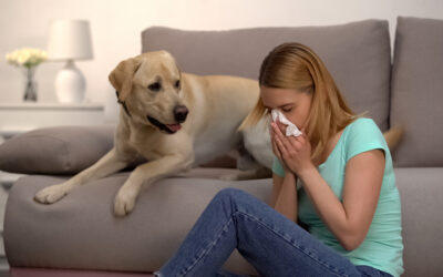 Common Culprits of Allergies in Your Home